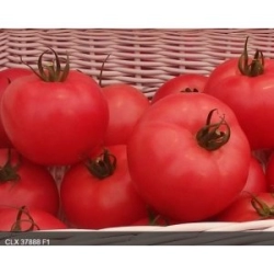 Pomidor malinowy Katy Rose F1